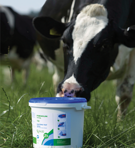 Cow at bucket